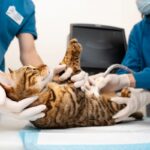 Castração Felina: gata sendo examinada na barriga.