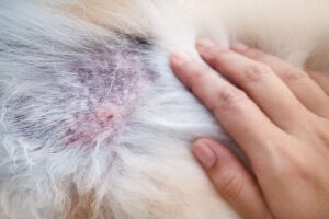 Dermatite na pele do cachorro.