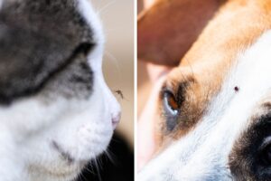 Doenças de Verão em Pets: Doenças Transmitidas por Parasitas.