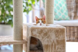 Enriquecimento ambiental para gatos.