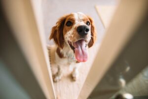 Brincadeiras para Manter Seu Cão Ativo: Cachorro brincando de esconde-esconde.