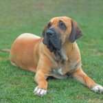 Raças Caninas Brasileiras: Fila Brasileiro.