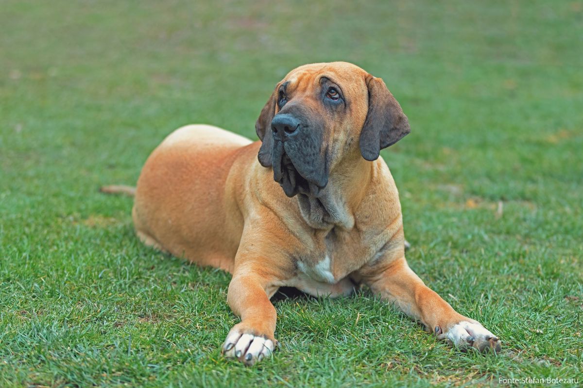 Raças Caninas Brasileiras: Fila Brasileiro.