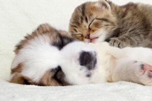 Cães e Gatos:: Filhote de gato dormindo em cima de filhote de cachorro.
