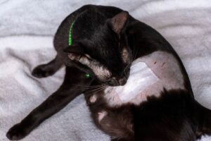 Gata preta com parte do pelo raspado, lambendo cirurgia de castração.