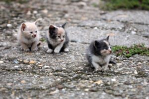 Três gatinhos abandonados na rua.