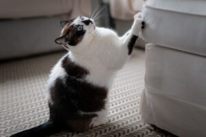 Gato preto e branco arranhando sofá.