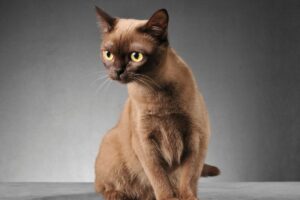 Gato Burmese sentado.