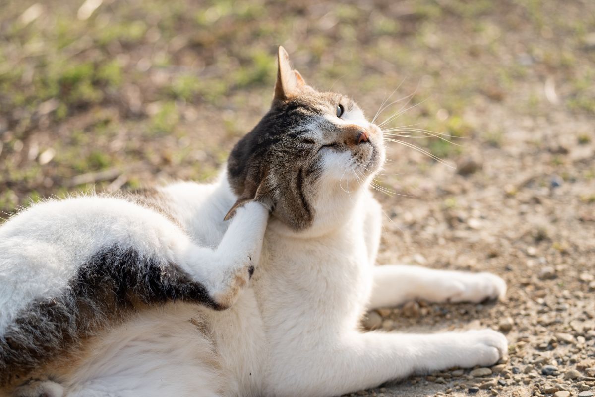 Gato coçando orelha.