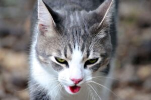 Gato de boca aberta, com insolação.