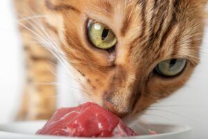 Gato comendo carne crua.