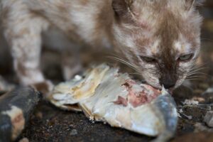 Gato comendo peixe cru.