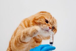 Gato curioso com injeção na mão do veterinário.