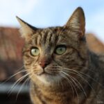 Gato de Pelo Curto Brasileiro: O Charme da Raça Nacional.