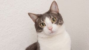 Gato de raça brasileira olhando para a câmera.