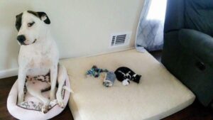 Gato deitado na cama do cachorro.