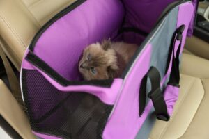 Dicas para Viajar de Carro com Pet: Gato dentro do carro, na bolsa de transporte.