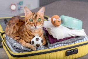 Gato deitado na sua mala, com seus itens organizados para viajar.