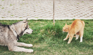 Cães e Gatos:: Gato arisco estranhando cachorro.