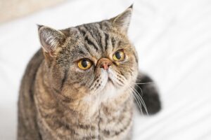 Raças Braquicefálicas: Gato Exotic Shorthair.