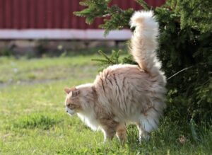 Gato fazendo xixi em planta, para marcar território.