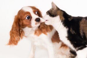 Gato mordendo cachorro.