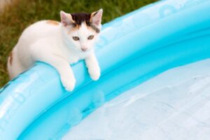 Gato apoiado na beirada da piscina infantil.