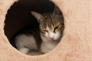Gato dentro da sua toca.