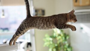 Gato pulando.