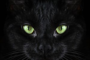 Gato preto com olhos verdes.