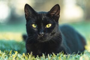 Gato preto deitado na grama.