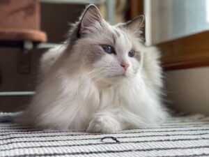 Gato da raça Ragdoll deitado no tapete.