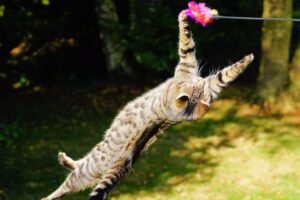 Gato saltando para pegar brinquedo.