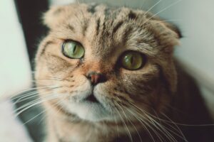 Gato da raça Scottish Fold.