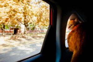 Gato solto dentro do carro.