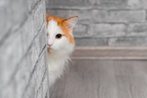 Gato laranja e branco tímido, olhando atrás da parede.