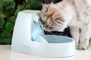 Dicas para Proteger Seu Pet no Verão: Gato tomando água em bebedouro tipo fonte.