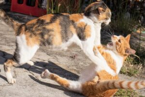 Gatos brigando na rua.