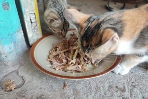 Gatos comendo ossos cozidos de galinha em uma prato.