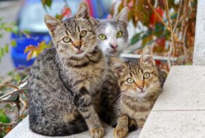 Três gatos de pelo curto brasileiro na rua.