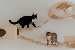 Enriquecimento Ambiental: Gatos escalando plataformas em madeira.
