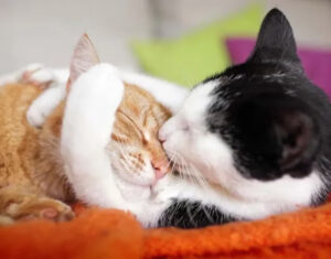 Gatos de pelo curto brasileiro nas cores laranja e preto e branco, abraçados.