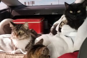 Três gatos viajando de carro confortavelmente.