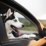 Dicas para Viajar de Carro com Pet.