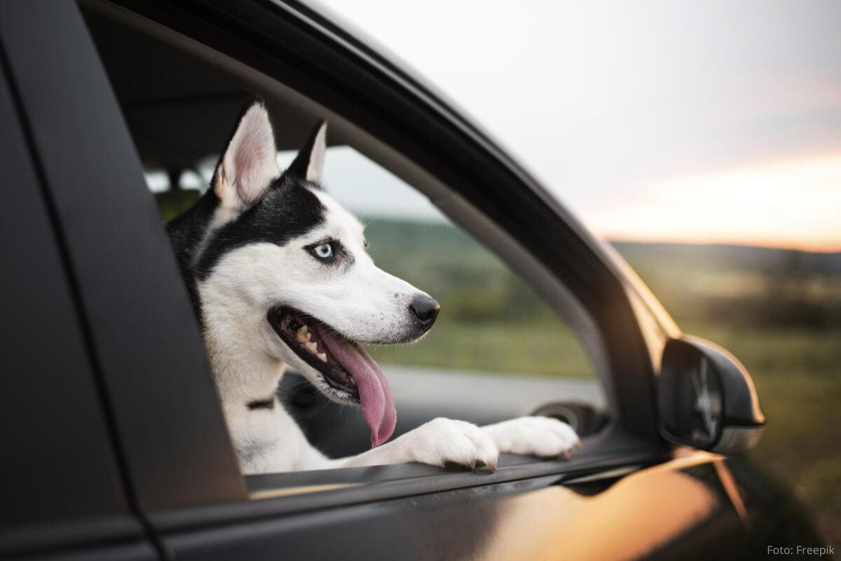 Dicas para Viajar de Carro com Pet.