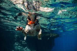 Cachorro nadando visto por debaixo da água.