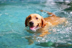 Labrador nadando na piscina.