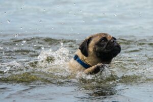 Pug nadando.