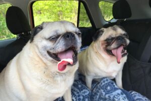Dois cachorros da raça Pug dentro do carro, com a língua de fora.
