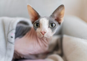 Raça de gato Sphynx deitado com coberta.